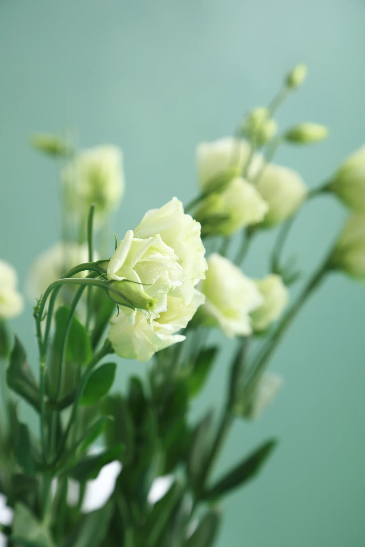 婚礼系列-漫步雨后花园 · 主题餐饮 产品款式与细节